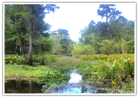 wetlands